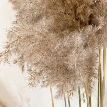 Suchý Kvet Reed Nordic Pampas Reed Pes Chvost Slnečný Gras Farbu Svetla Svadobnú kyticu Prírodný Ratan Domáce Dekorácie Vianoce